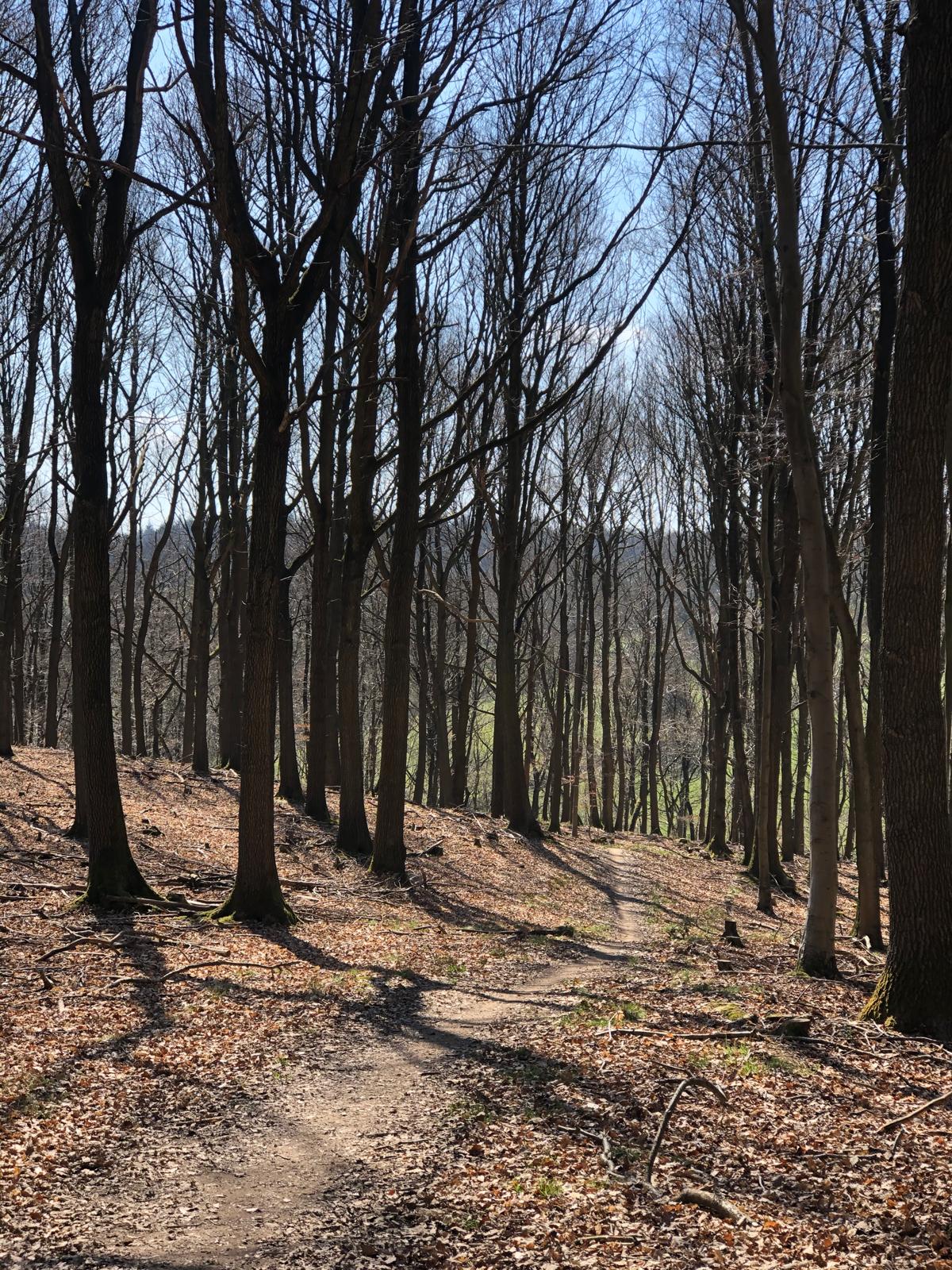 Wyre Forest mountain bike trails